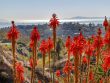 Aloe Arborescens benefici e consigli per l'acquisto