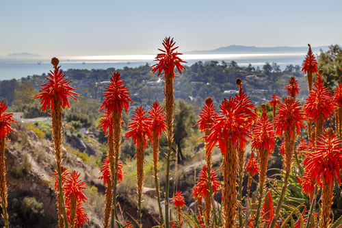 Aloe Arborescens benefici e consigli per l'acquisto