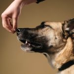 L’artrosi del cane: sintomi, cause e cure